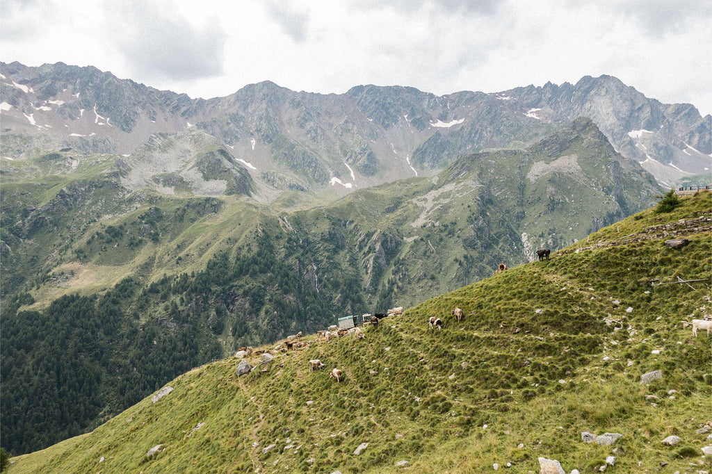 The Mountains Are Calling - Riding Mortirolo & Gavia